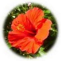 Hibiscus Syriacus