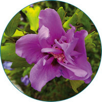 Hibiscus Syriacus