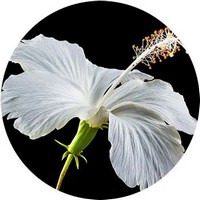 Hibiscus Syriacus