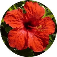 Hibiscus
