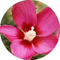 Hibiscus Syriacus