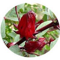 Hibiscus Sabdariffa - Roselle