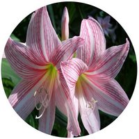 Hippeastrum