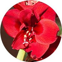 Hippeastrum