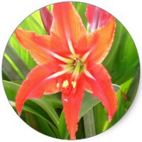 Hippeastrum