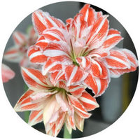 Hippeastrum