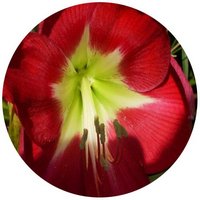 Hippeastrum