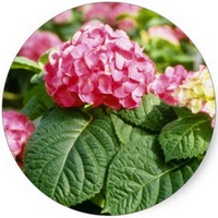 Hortensia - Hydrangea