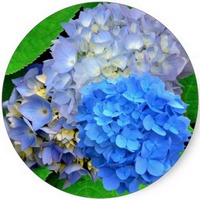 Hortensia - Hydrangea