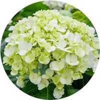 Hortensia - Hydrangea