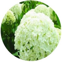 Hortensia - Hydrangea
