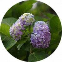 Hortensia