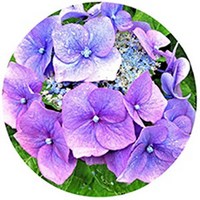 Hortensia