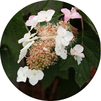 Hydrangea Quercifolia
