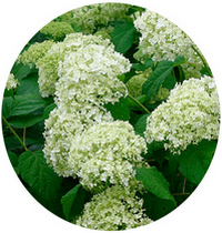 Hydrangea Arborescens