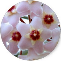 Hoya Carnosa