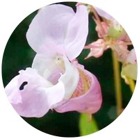 Impatiens