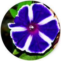 Ipomoea