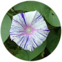 Ipomoea - Morning Glory