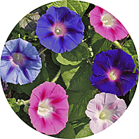 Ipomoea - Tall Morning Glory