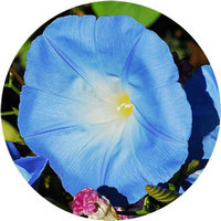 Ipomoea Biloba