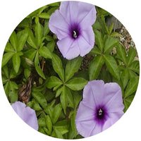 Ipomoea Cairica