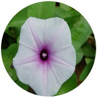 Ipomoea Aquatica