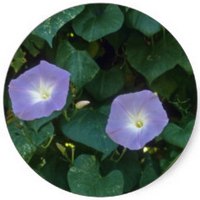 Ipomoea Purpurea