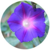 Ipomoea Violacea