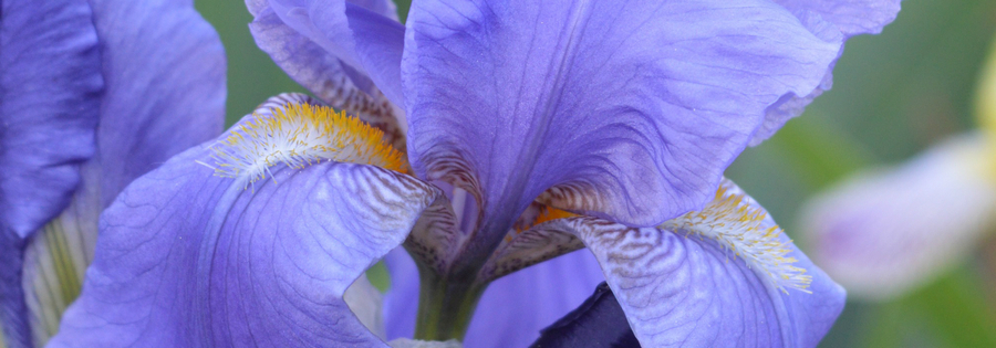 Irises