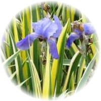 Iris Florentina