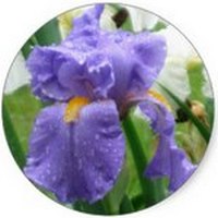 Iris Florentina