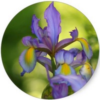 Iris Florentina