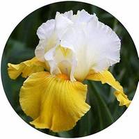 Iris Florentina
