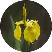 Iris Florentina