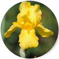 Iris Pseudoacorus
