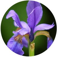 Iris