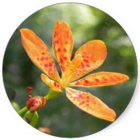 Iris Domestica - Leopard Lily