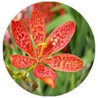 Iris Domestica - Leopard Lily