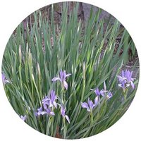 Iris Halophila