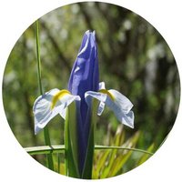 Iris Hollandica - Dutch Iris