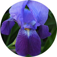 Iris Sibirica