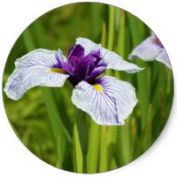 Iris Japones - Iris Ensata