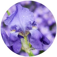 Iris Pallida