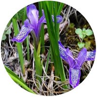 Iris Ruthenica