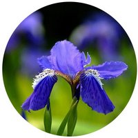 Iris Tectorum