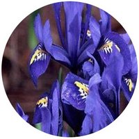 Iris Tectorum