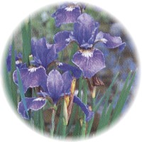 Iris Versicolor