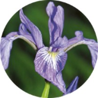Iris Versicolor