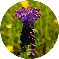 Hyacinthus - Aceite Esencial de Jacinto